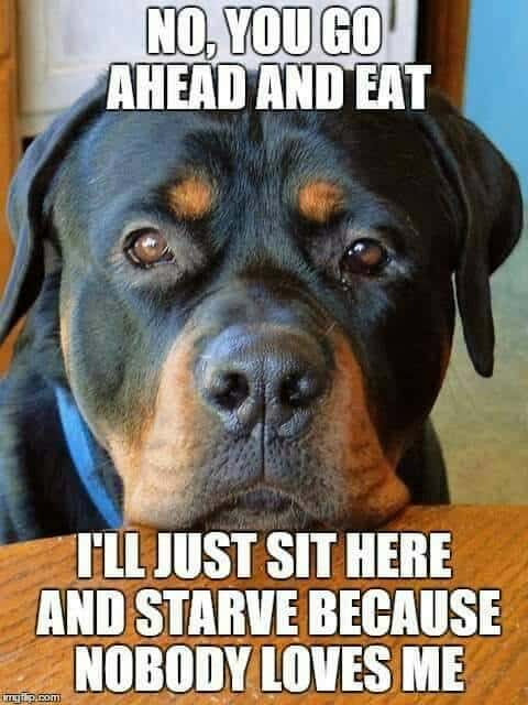 Rottweiler meme - no, you go ahead and eat. I'll just sit here and starve because nobody loves me