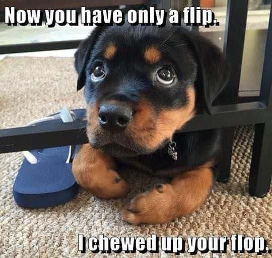 Rottweiler meme - now you have only flip. I chewed up your flop