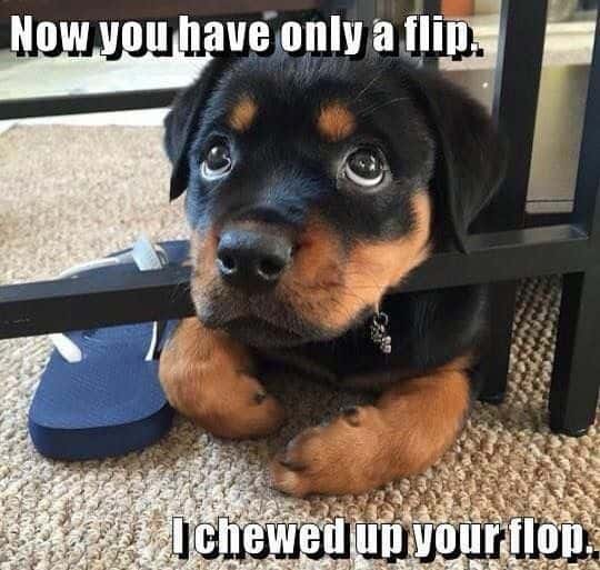 Rottweiler Meme - Now you have only flip. I chewed up your flop