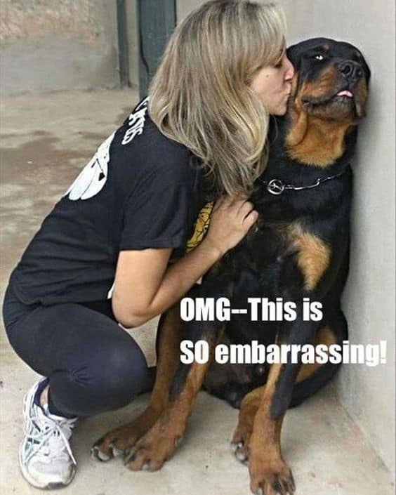 Rottweiler meme - omg this is so embarrassing