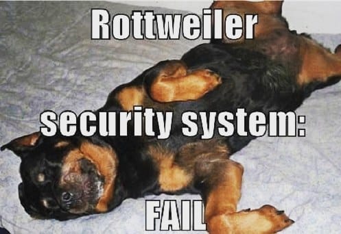 Rottweiler meme - rottweiler security system fail