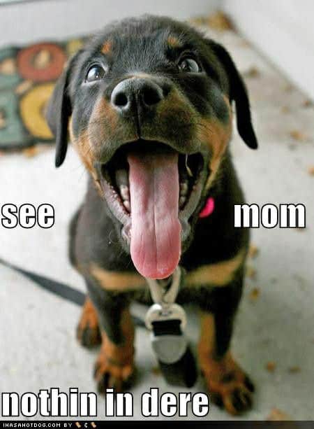 Rottweiler meme - see mom nothin in dere