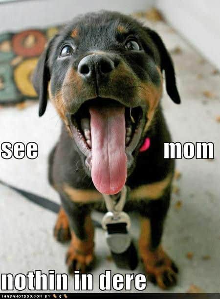 Rottweiler Meme - See mom nothin in dere