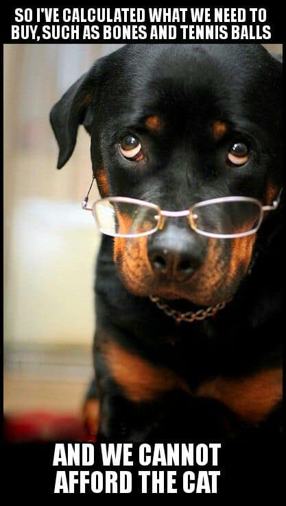 Rottweiler meme - so i've calculated what we need to buy, such as bones and tennis ball and we cannot afford the cat