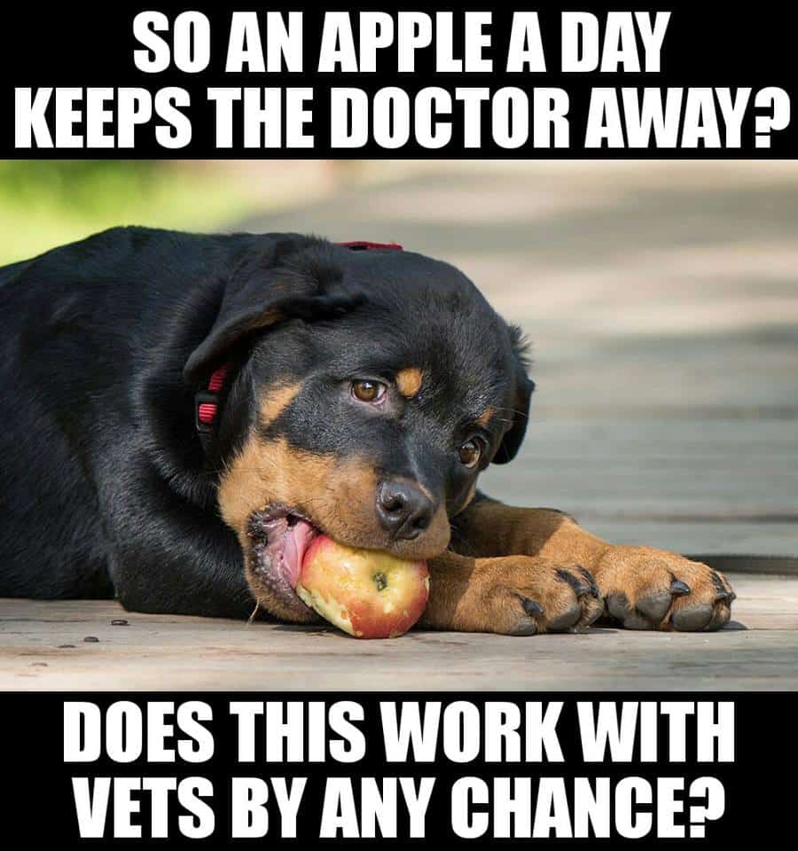 Rottweiler Meme - So an apple a day keeps the doctor away. Does this work with vets by any chance.