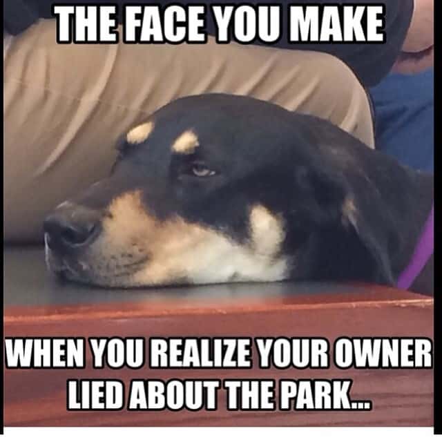 Rottweiler meme - the face you make when your owner lied about the park...