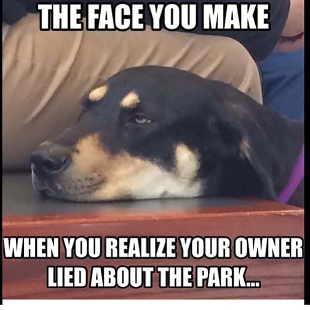 Rottweiler Meme - The face you make when your owner lied about the park...