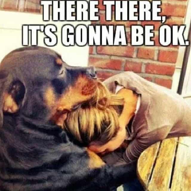 Rottweiler Meme - There there, it's gonna be ok.