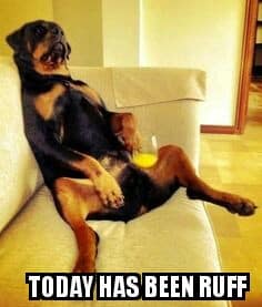 Rottweiler meme - today has been ruff