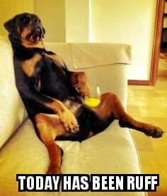 Rottweiler Meme - Today has been ruff