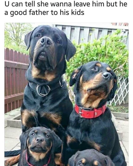 Rottweiler meme - u can tell she wanna leave him but he a good father to his kids