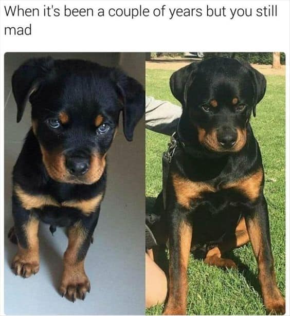 Rottweiler Meme - When it's been a couple of years but you still mad