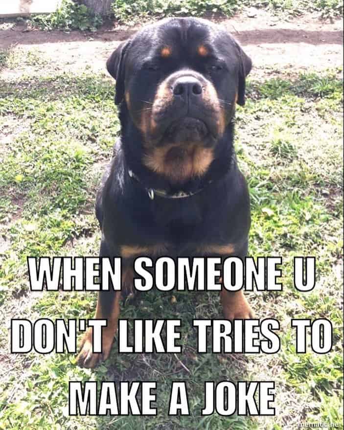 Rottweiler Meme - When someone u don't like tries to make a joke