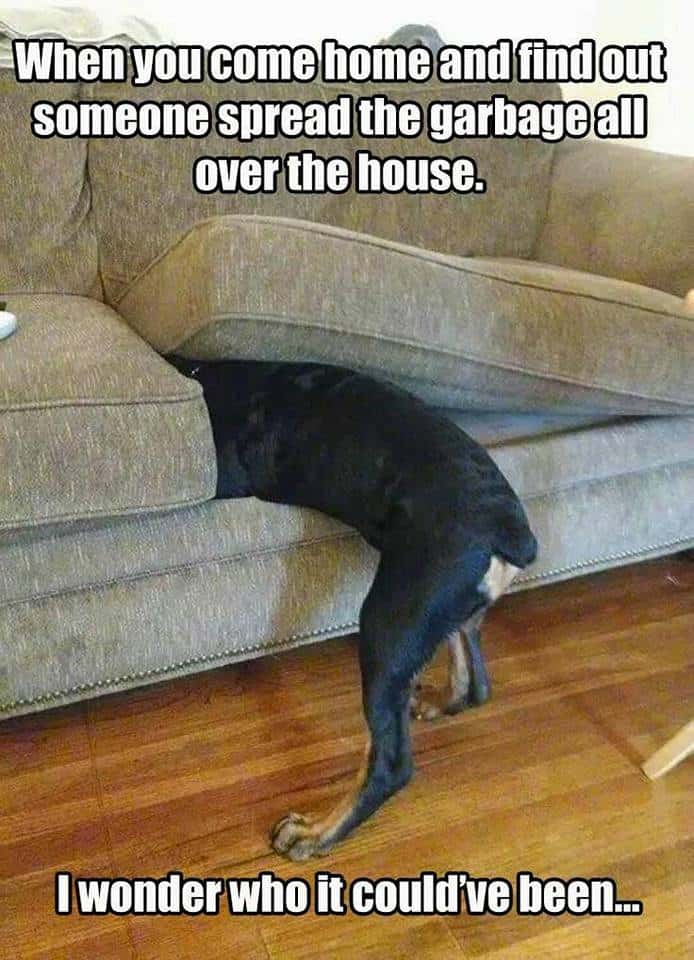 Rottweiler meme - when you come home and find out someone spread the garbage all over the house. I wonder who it could've been...