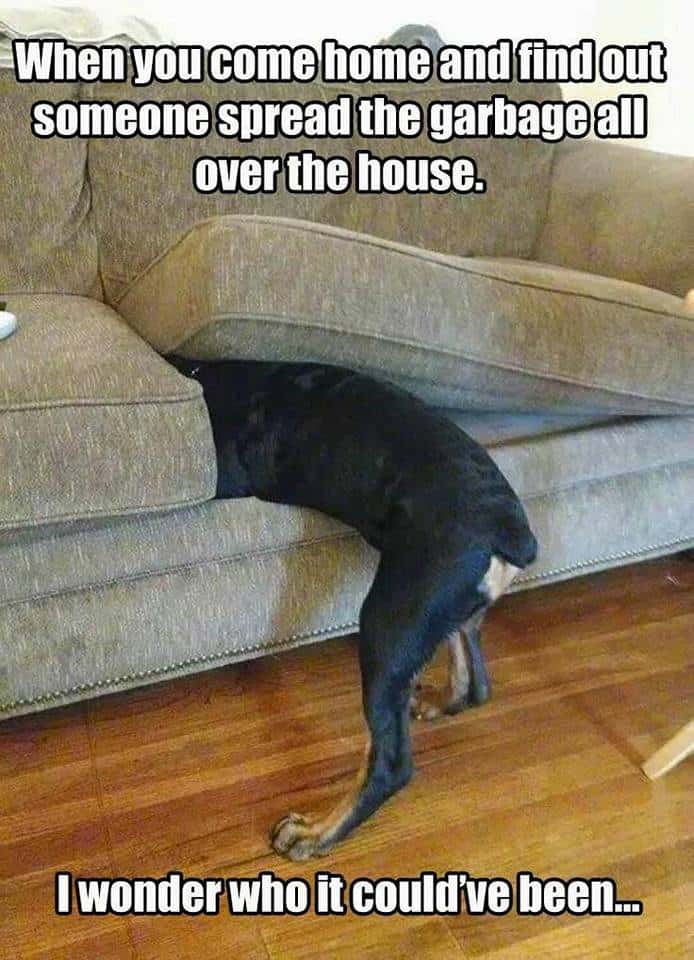 Rottweiler Meme - When you come home and find out someone spread the garbage all over the house. I wonder who it could've been...