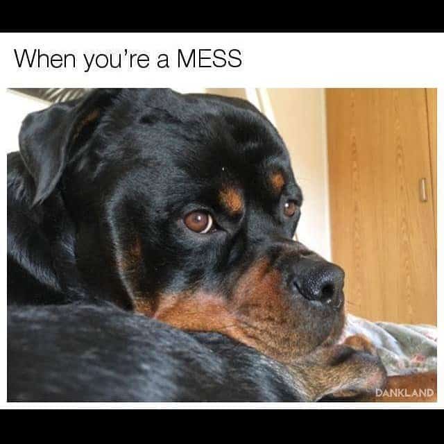 Rottweiler meme - when you're a mess
