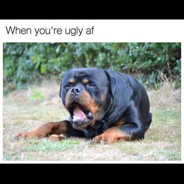 Rottweiler meme - when you're ugly af