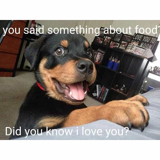 Rottweiler Meme - You said something about food. Did you know I love you