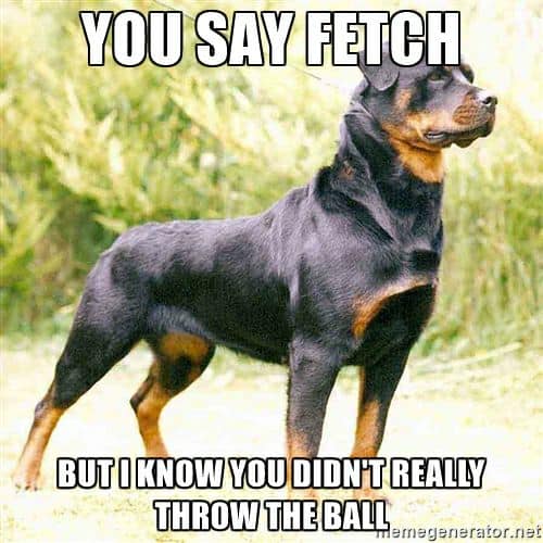 Rottweiler meme - you say fetch but i know you didn't really throw the ball
