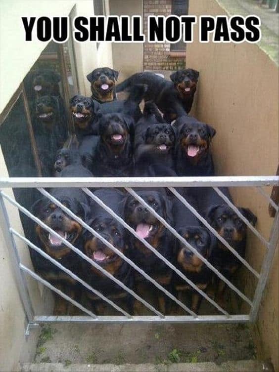 Rottweiler Meme - You shall not pass