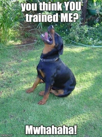 Rottweiler meme - you think you trained me. Mwahahaha!
