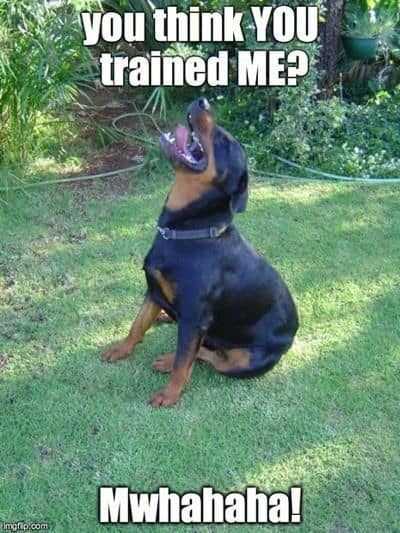 Rottweiler Meme - You think you trained me. mwahahaha!