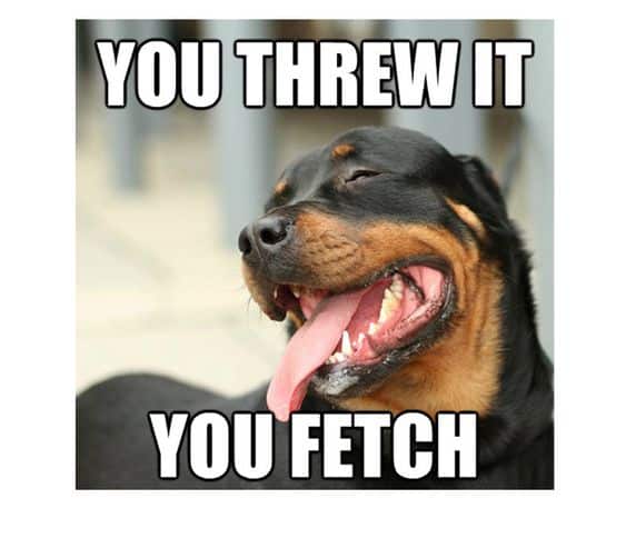 Rottweiler meme - you threw it you fetch