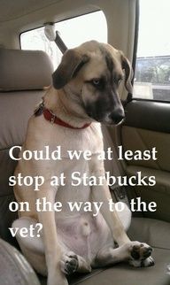 Sad dog meme - could we at least stop at starbucks on the way to the vet
