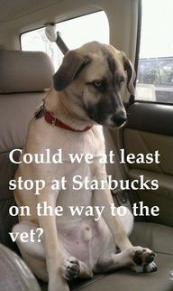 Sad Dog Meme - Could we at least stop at Starbucks on the way to the vet