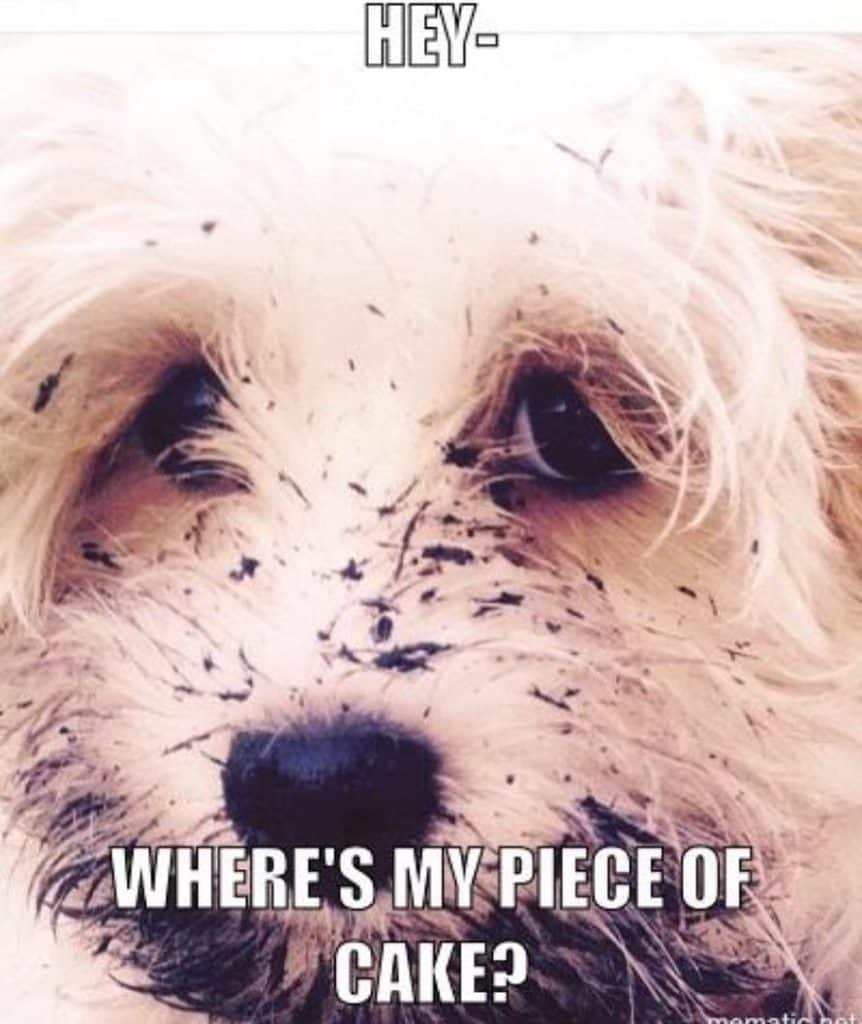 Sad Dog Meme - Hey-where's my piece of cake