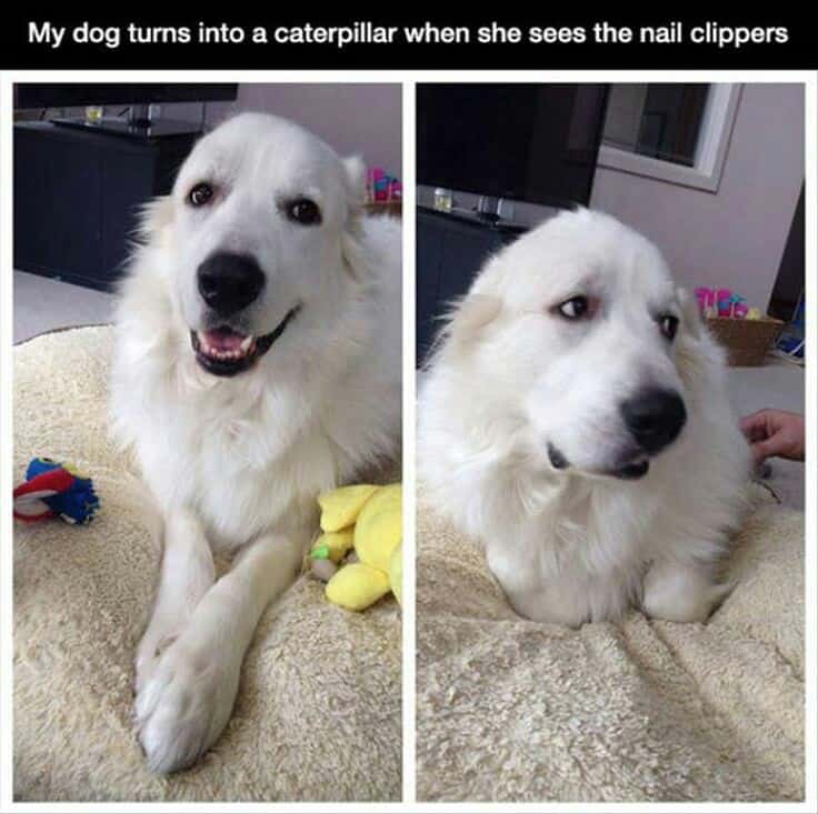 Sad dog meme - my dog turns into a caterpillar when she sees the nail clippers