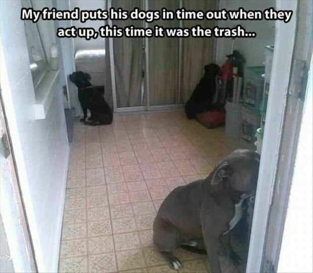 Sad dog meme - my friend puts his dogs in time out when they act up, this time it was the trash...