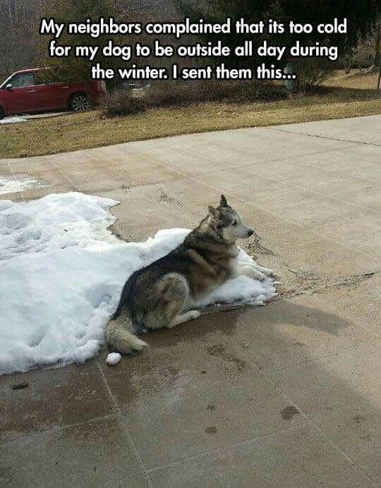 Sad dog meme - my neighbors complained that its too cold for my dog to be outside all day during the winter. I sent them this...