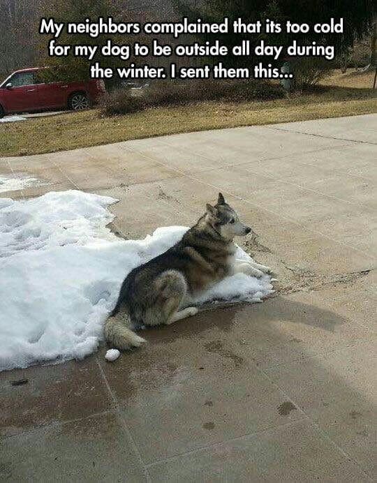 Sad Dog Meme - My neighbors complained that its too cold for my dog to be outside all day during the winter. I sent them this...