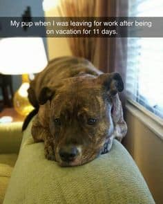 Sad Dog Meme - My pup when I was leaving for work after being on vacation for 11 days.