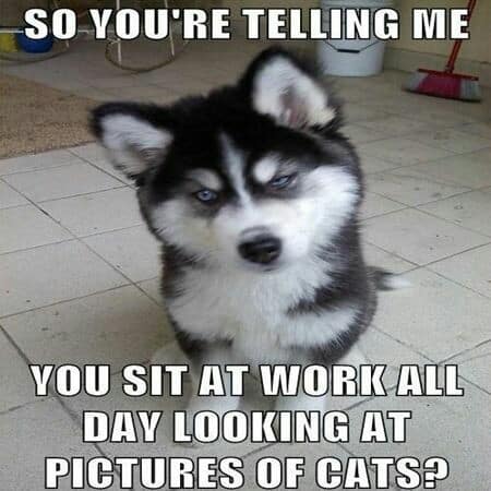 Sad dog meme - so you're telling me you sit at work all day looking at pictures of cats