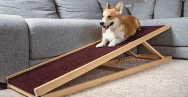 What's the Best Dog Ramp for Your Pet?