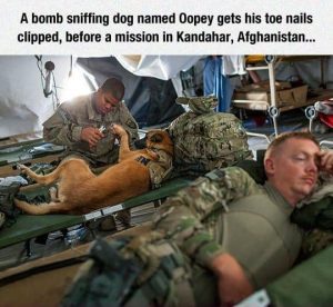 Service dog meme a bomb sniffing dog named oopey gets his toe nails clipped before a mission in kandahar afghanistan... 1 1 300x276 1