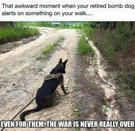 Service Dog Meme - That awkward moment when your retired bomb dog alerts on something on your walk... Even for them, the war is never really over