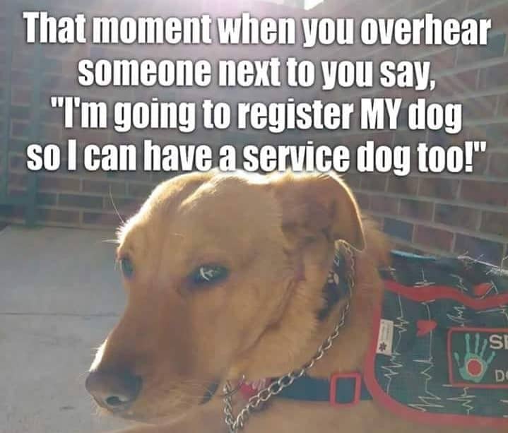 Service dog meme - that moment when you overhear someone next to you say, "im going to register my dog so i can have a service dog too! "