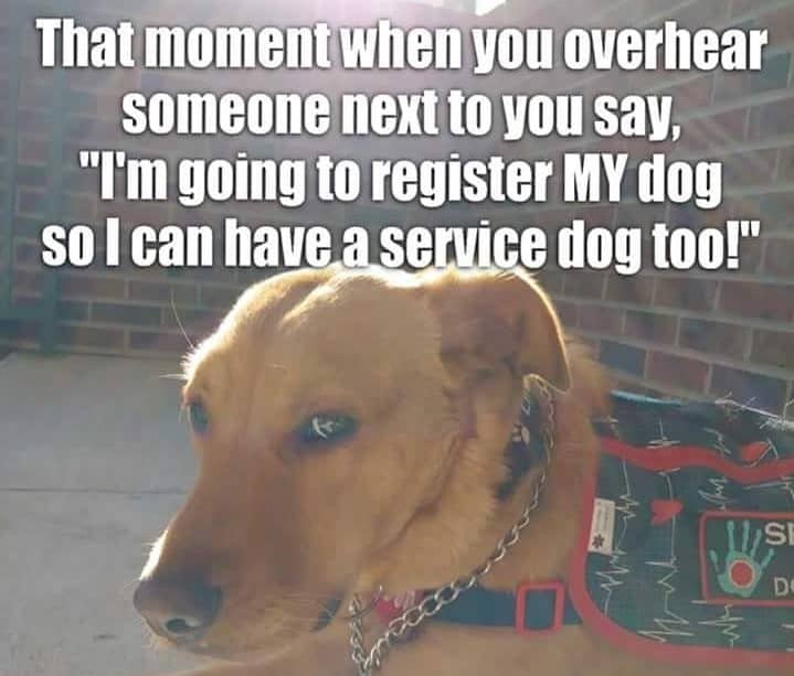 Service Dog Meme - That moment when you overhear someone next to you say, "Im going to register my dog so I can have a service dog too!"