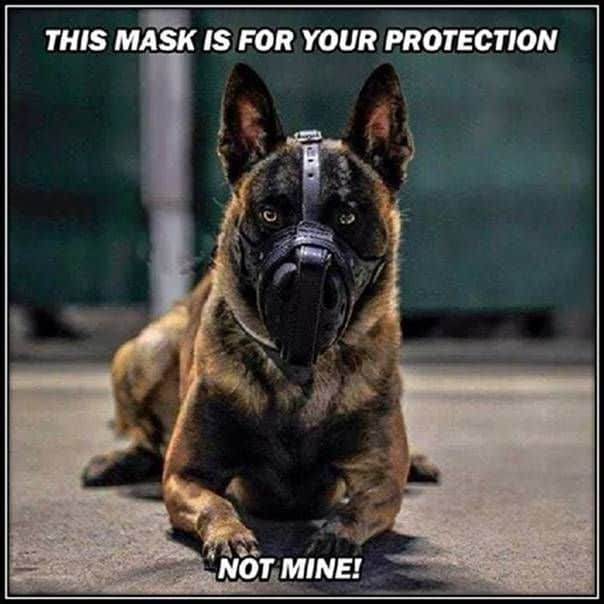 Service dog meme - this mask is for your protection not mine!