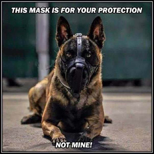 Service Dog Meme - This mask is for your protection not mine!