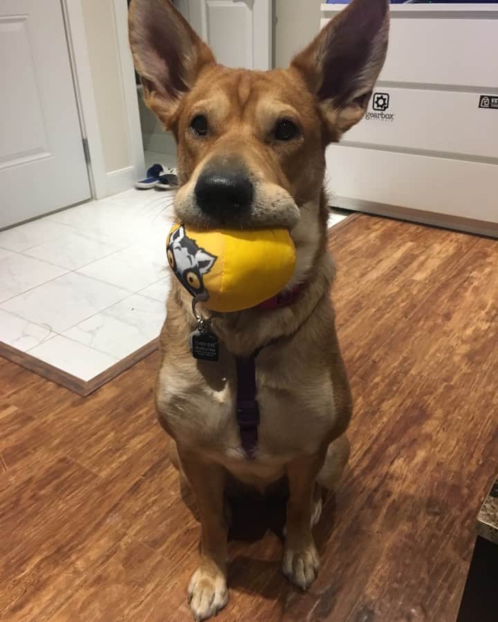 American Bulldog Golden Retriever Mix