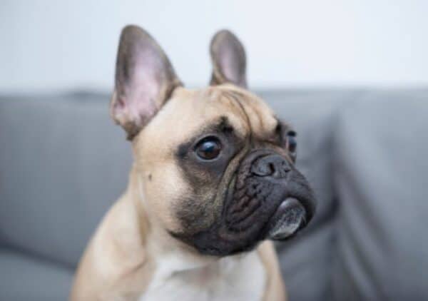 Pug french bulldog facts