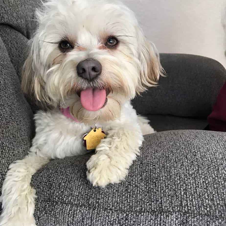 Shih tzu maltese mix