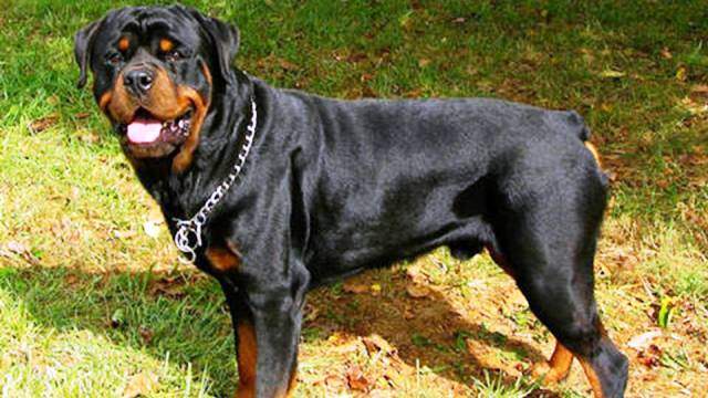 are rottweilers the best guard dogs