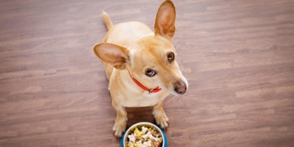 Small batch dog food - reviews & buying guide