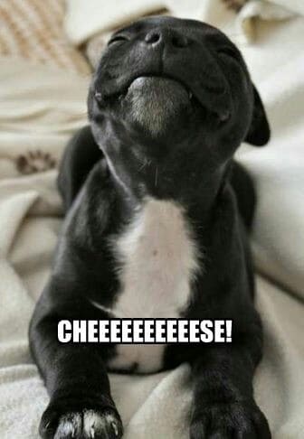Smiling dog meme - best dog toy ever