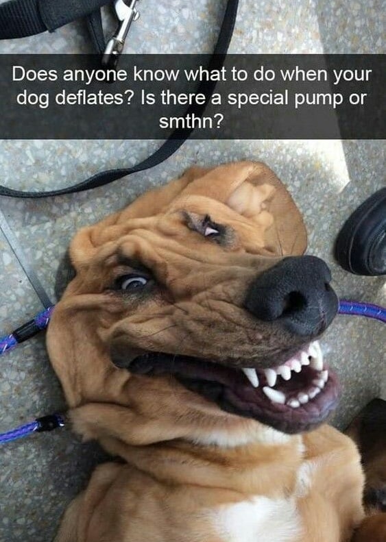Smiling dog meme - does anyone know what to do when your dog deflates. Is there a special pump or smthn.